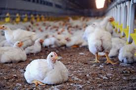 Fresh broiler chicken